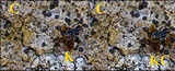 Buellia leptocline image