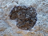 Buellia leptocline image