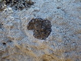 Buellia leptocline image