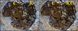 Buellia leptocline image