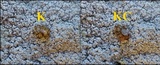 Pertusaria aspergilla image