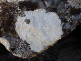 Pertusaria aspergilla image