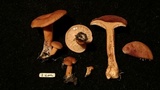 Lactarius lacunarum image