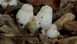 Leucocoprinus cepistipes image