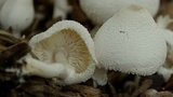 Leucocoprinus cepistipes image
