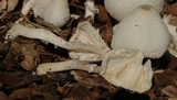 Leucocoprinus cepistipes image