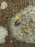 Caloplaca ulcerosa image