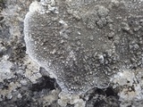 Aspicilia radiosa image