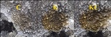 Aspicilia radiosa image