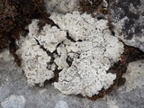 Diploschistes diacapsis image