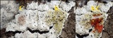 Diploschistes diacapsis image