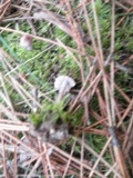 Inocybe rimosa image
