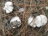 Lepista irina image