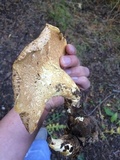 Polyporus tuberaster image