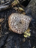 Polyporus tuberaster image