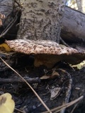 Polyporus tuberaster image