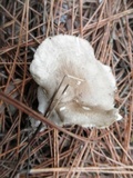 Clitocybe gibba image