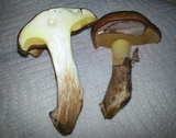 Suillus luteus image