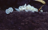 Hemimycena candida image