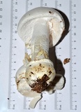 Amanita hygroscopica image
