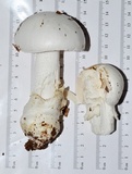 Amanita hygroscopica image