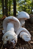 Amanita hygroscopica image