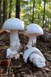 Amanita hygroscopica image