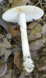 Amanita spreta image