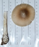 Amanita spreta image