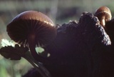 Psilocybe coprophila image