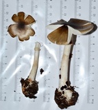 Amanita brunnescens image
