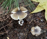 Amanita brunnescens image