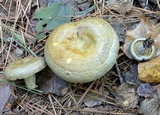 Lactarius chelidonium image