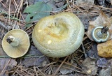 Lactarius chelidonium image