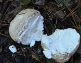 Calvatia cyathiformis image