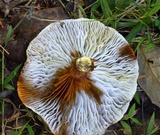 Phylloporus rhodoxanthus image