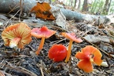 Hygrocybe acutoconica image