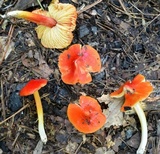 Hygrocybe acutoconica image