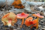 Hygrocybe acutoconica image