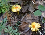 Hygrocybe acutoconica image