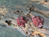 Ascocoryne sarcoides image