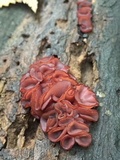 Ascocoryne sarcoides image