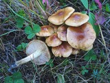 Pholiota mixta image