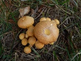 Gymnopilus luteus image