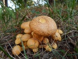 Gymnopilus luteus image
