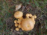 Gymnopilus luteus image