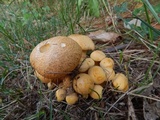 Gymnopilus luteus image