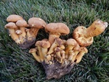 Gymnopilus luteus image