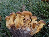 Gymnopilus luteus image