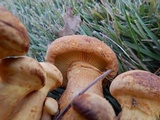 Gymnopilus luteus image